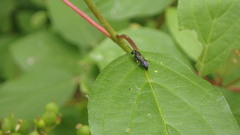 Hylaeus modestus
