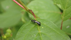Hylaeus modestus