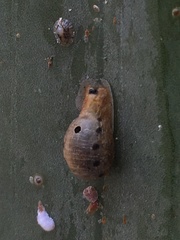 Syrphidae
