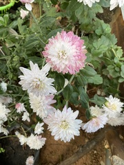 Chrysanthemum morifolium