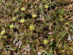 Leptinella pusilla
