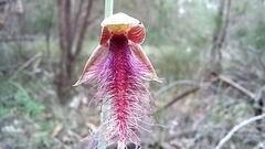 Calochilus gracillimus