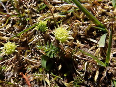 Leptinella pusilla