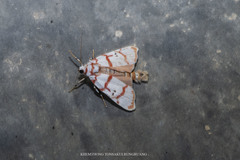 Cyana pseudojavanica