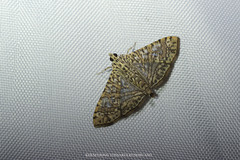 Glyphodes pulverulentalis