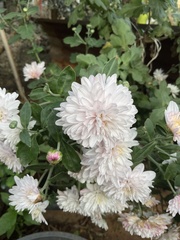 Chrysanthemum morifolium