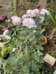 Chrysanthemum morifolium
