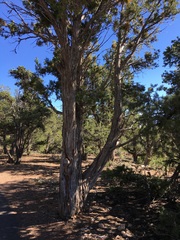 Pyrofomes juniperinus