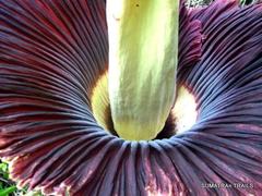Amorphophallus titanum