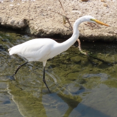 Ardea alba