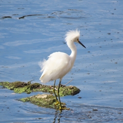 Egretta thula