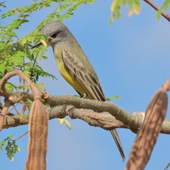 Tyrannus melancholicus