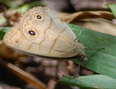 Hermeuptychia harmonia