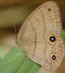 Hermeuptychia harmonia