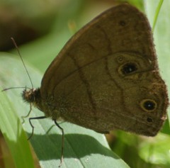 Hermeuptychia harmonia