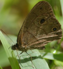 Hermeuptychia harmonia