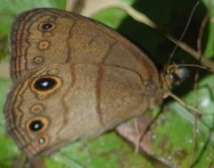 Hermeuptychia harmonia