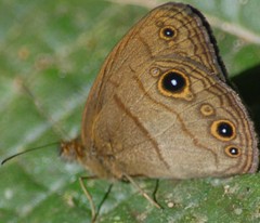Hermeuptychia harmonia