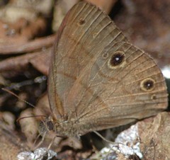 Hermeuptychia harmonia