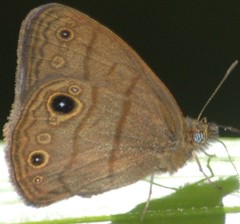 Hermeuptychia harmonia