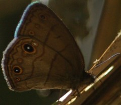 Hermeuptychia harmonia