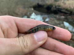 Etheostoma spectabile