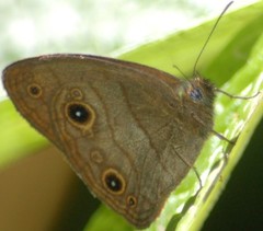 Hermeuptychia harmonia