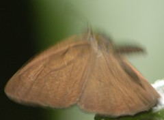 Hermeuptychia harmonia