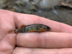 Etheostoma spectabile