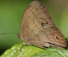 Hermeuptychia harmonia