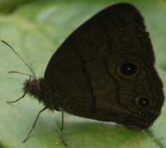 Hermeuptychia harmonia