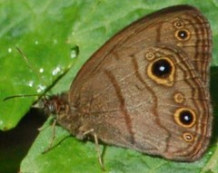 Hermeuptychia harmonia