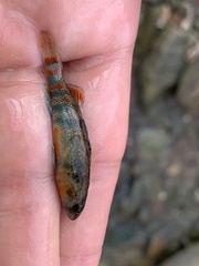Etheostoma spectabile