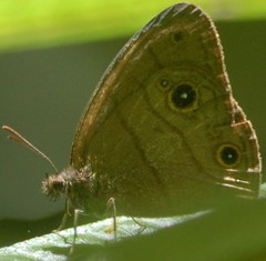 Hermeuptychia harmonia