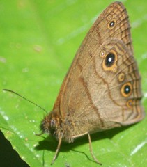 Hermeuptychia harmonia