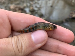 Etheostoma spectabile