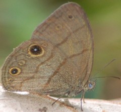 Hermeuptychia harmonia