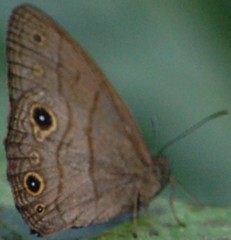 Hermeuptychia harmonia