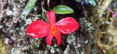 Cattleya coccinea