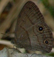 Hermeuptychia harmonia