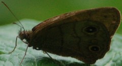 Hermeuptychia harmonia