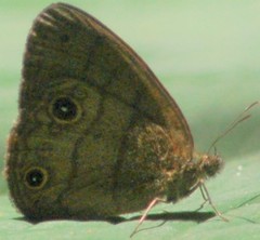 Hermeuptychia harmonia