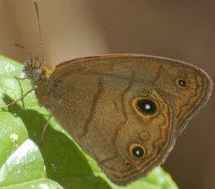 Hermeuptychia harmonia
