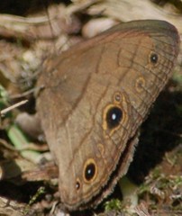 Hermeuptychia harmonia