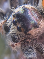 Paraphidippus aurantius