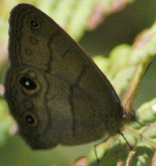 Hermeuptychia harmonia