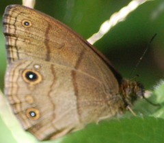 Hermeuptychia harmonia