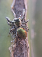 Paraphidippus aurantius