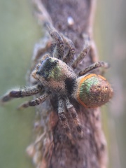 Paraphidippus aurantius