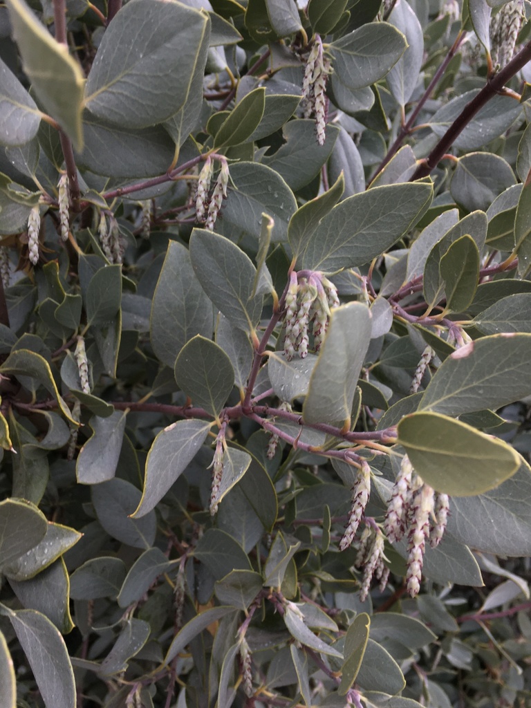 Wright's silktassel (Garrya wrightii)